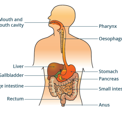 wellhealthorganic.com simple ways to improve digestive system in hindi