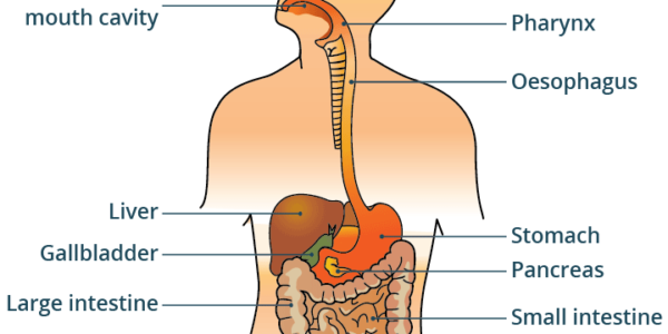 wellhealthorganic.com simple ways to improve digestive system in hindi