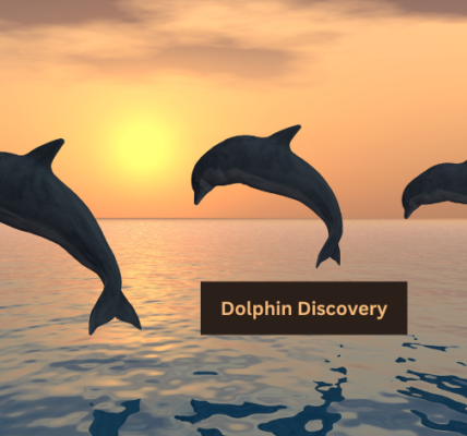 Dolphin Discovery