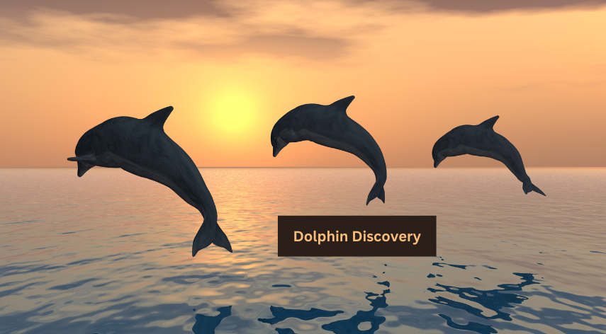 Dolphin Discovery