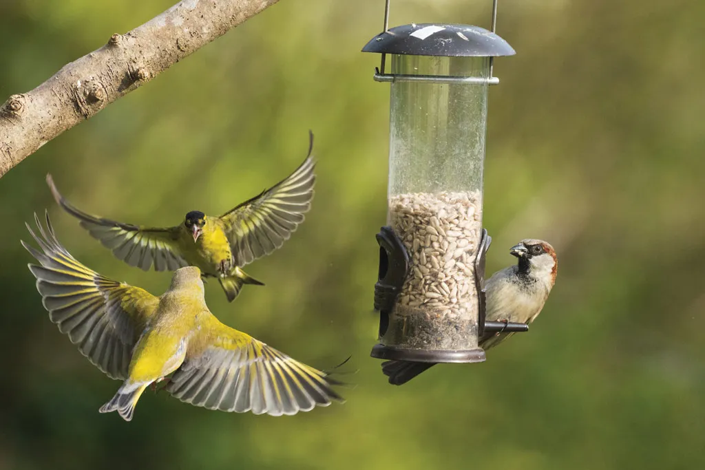 Bird Feeder Camera